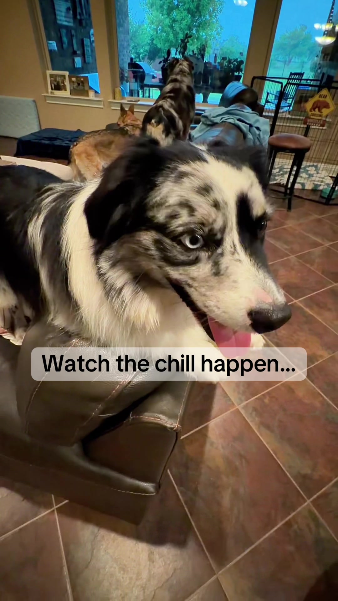 TikTok post by @lifeoflexi_gsd for Native Pet. Caption reads: [...] 💔 and these work SO good! Native Pet Calm....