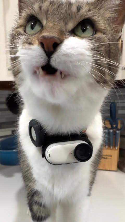 Instagram post by @mr.kitters.the.cat for Insta360. Caption reads: What Cats do when no one is watching! MaMOW! Shot....