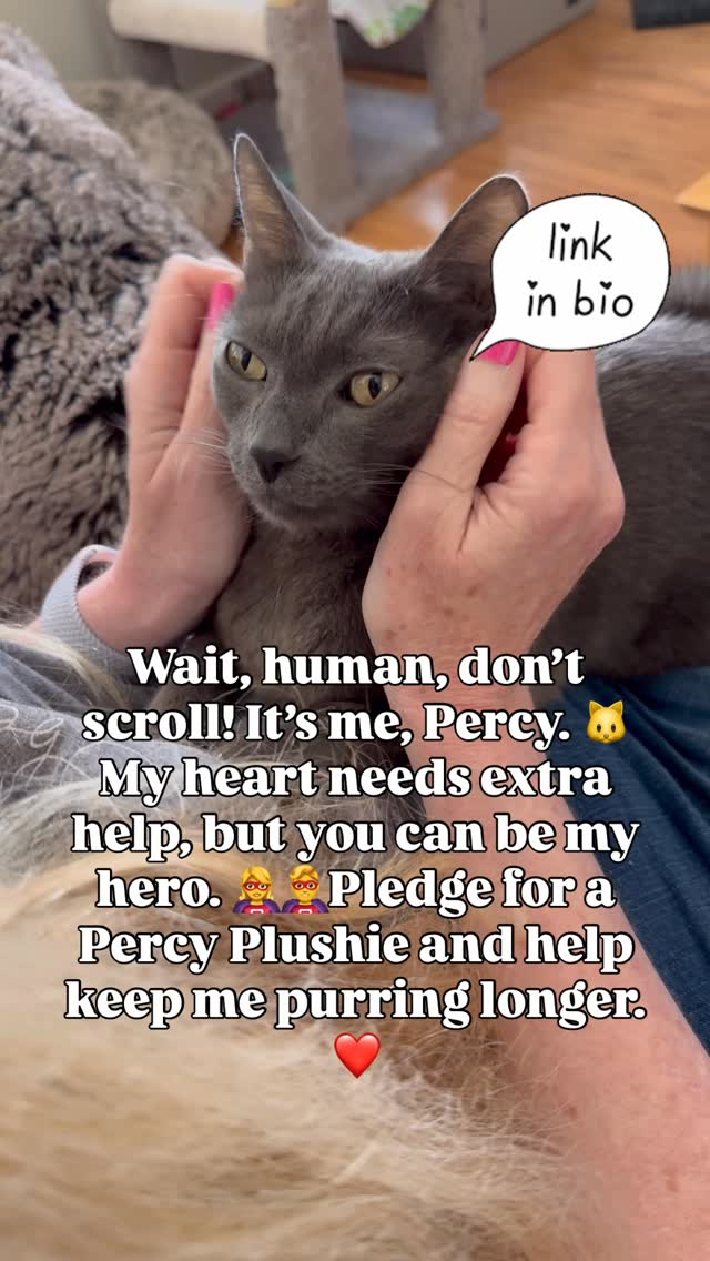 Instagram post by @prideofkittycats for Makeship. Caption reads: My cat Percy has heart disease, and every plushie....