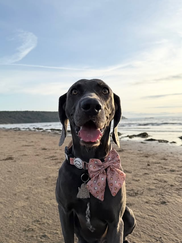 Instagram post by @weimaraner_blue_est2020 for Cookie & Chewkie. Caption reads: Happy #cookieandchewkiechewsday 🧡 I am twinning....