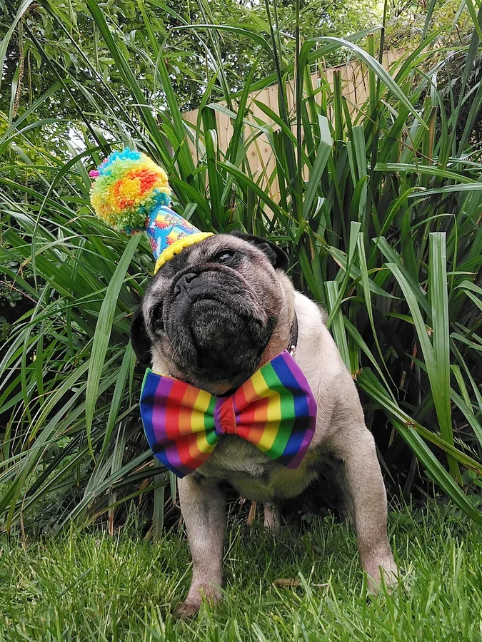 Instagram post by @lilrascalpug for Frankys Bowtique. Caption reads: B e  U n i Q u e
.
.
.
.
Aloha furiends, Happy....