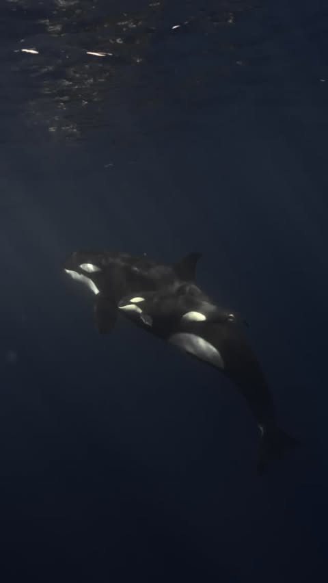 Instagram post by @notsarim for Visit Maldives. Caption reads: First time sharing the water with orcas. A mother....