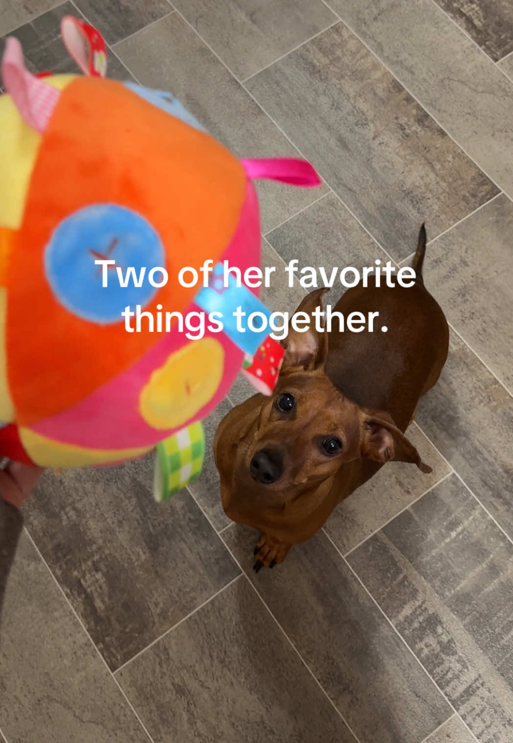 TikTok post by @hotdogmama_ for Pawaboo. Caption reads: @pawabooofficial Definitely one of our favorite....