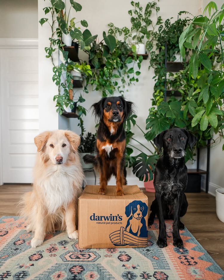 Instagram post by @wanderlustwithdogs for Darwin's Natural Pet Products. Caption reads: Why does this look like an album cover? 😂 | AD

I....