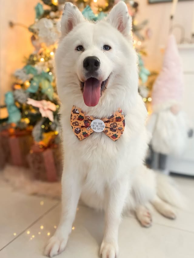 Instagram post by @huskyfamilyxx for Frankys Bowtique. Caption reads: 🎁🐻‍❄️ 𝐅𝐞𝐬𝐭𝐢𝐯𝐞 𝐬𝐦𝐢𝐥𝐞𝐬....