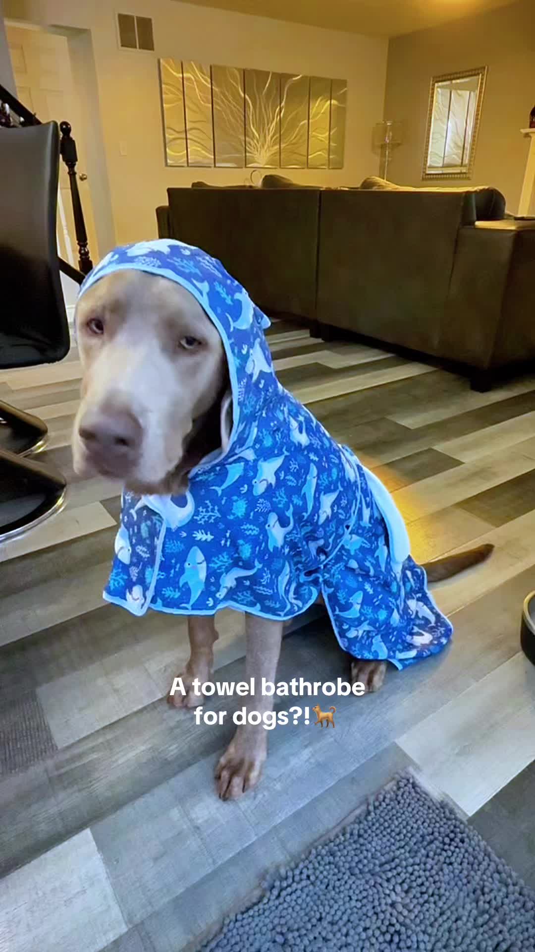 TikTok post by @ghost_labrador for ShopHDE. Caption reads: [...] to get those dry cozy day vibes going!....