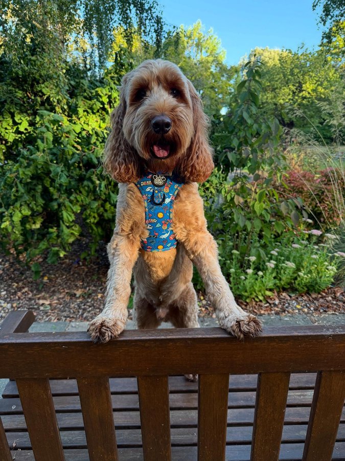 Instagram post by @iamwoodythecockapoo for Hello Beenie. Caption reads: [...] last of it 🌞

OOTD:
Summer Lovin’....