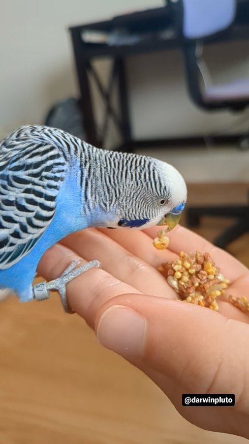 Instagram post by @darwinpluto for Lafeber Pet Birds. Caption reads: Darwin's first bites of tropical fruit....