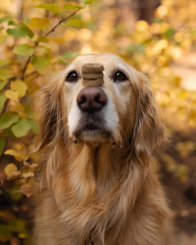 Instagram post by @gonegoldens for Earthborn Holistic Pet Food. Caption reads: Life is about balance ☯️ [ad]

& balance means....