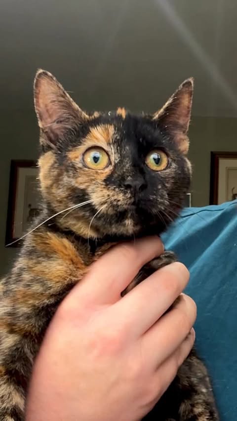 Instagram post by @wildlifewithcookie for KatKin. Caption reads: [...] need to counter which is why I now use....