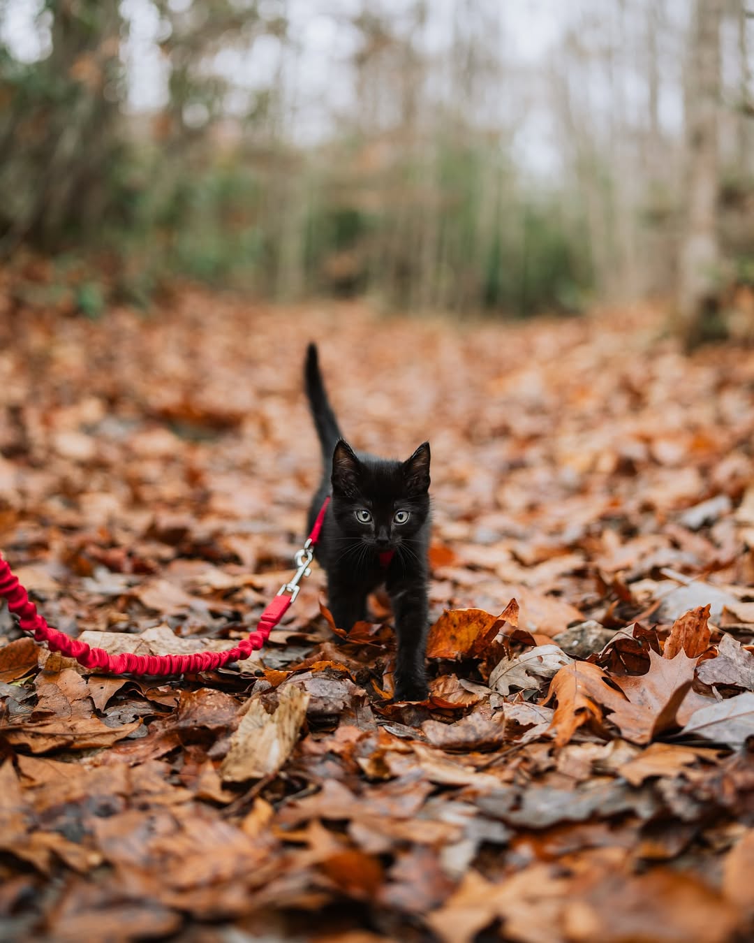 Instagram post by @herhouseofcats for Petsafe. Caption reads: Small kitty, big adventures 🖤

How would you....