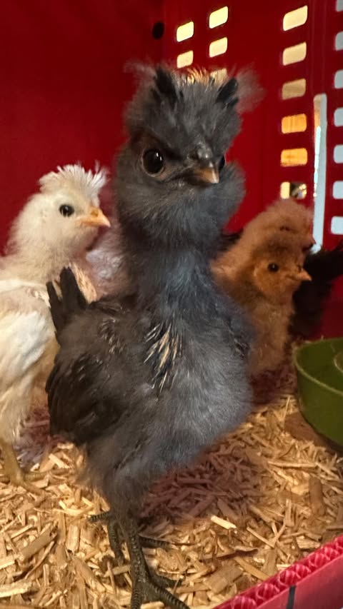 Instagram post by @thelittlecluckers for Chickcozy. Caption reads: [...] growth and hatching of our eggs in....