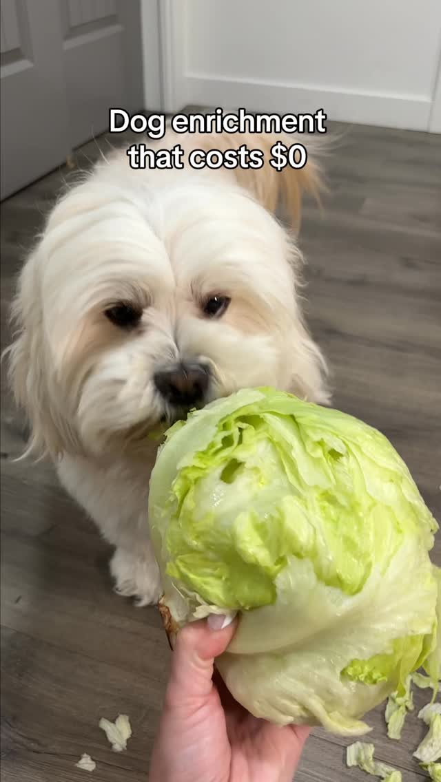 Instagram post by @mr.milobug for Open Farm Pet. Caption reads: Have you tried any of these with your pup yet??....