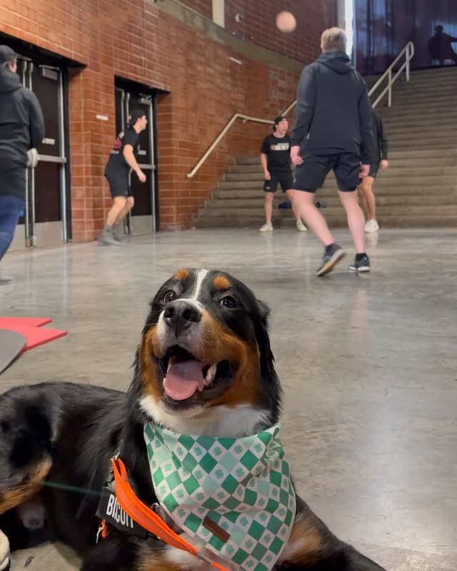 Instagram post by @checkershockey for NutriSource Pet Foods. Caption reads: [...] 11 at Pooch Party presented by....