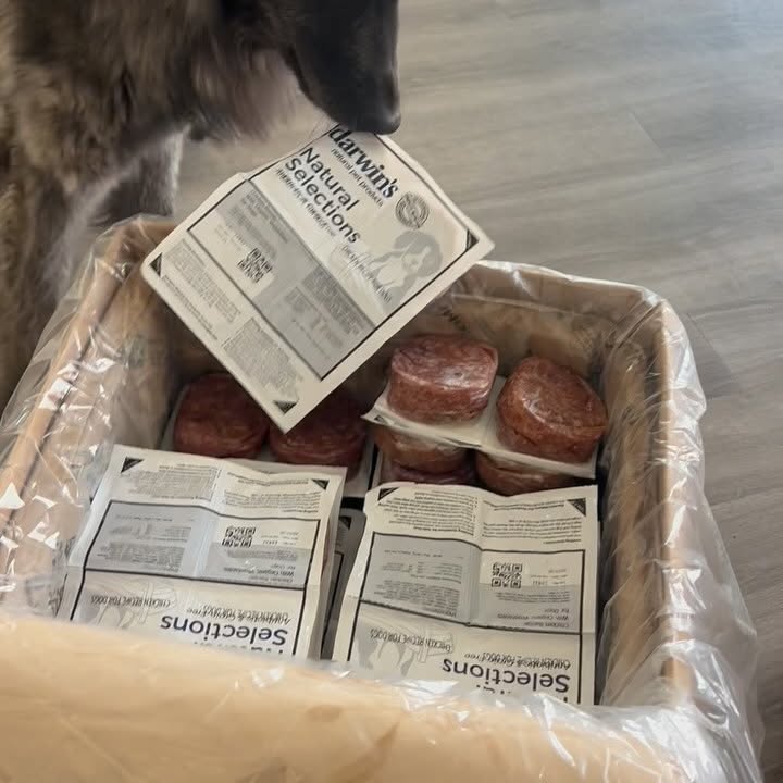 Instagram post by @sassyhuskies for Darwin's Natural Pet Products. Caption reads: Ghost has 0 patience with my unpacking, he’s a....