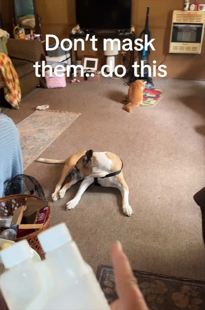 TikTok post by @angelhayes30 for Odorcide. Caption reads: [...] ur kennels. #dogs #odor #pets #clean....