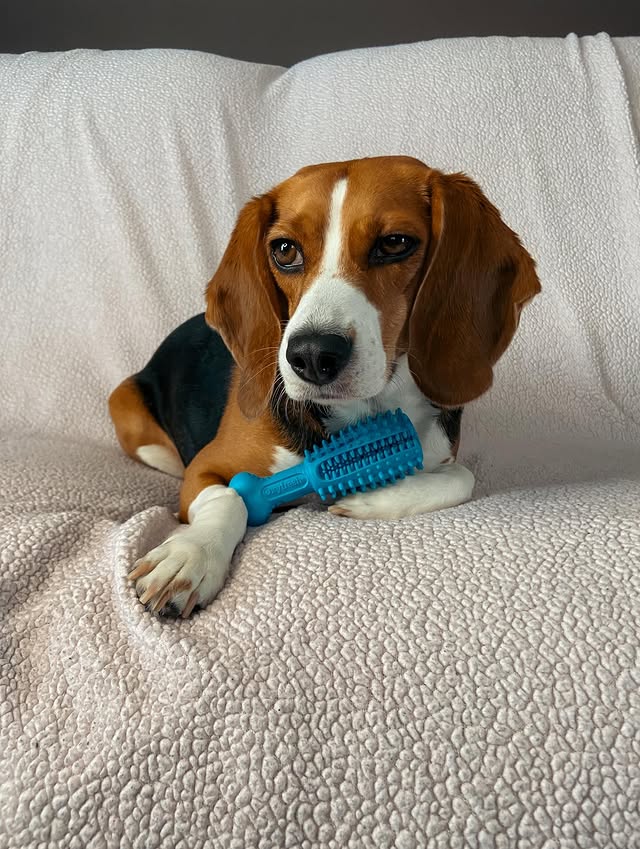 Instagram post by @ivythebeagle22 for Oxyfresh. Caption reads: [...] so this new Dog Dental Chew Toy from....