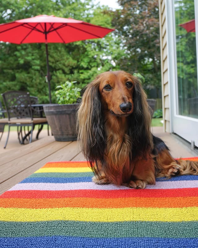 Instagram post by @djangothegent for Chilewich. Caption reads: [...] we put out our new waterproof mat from....