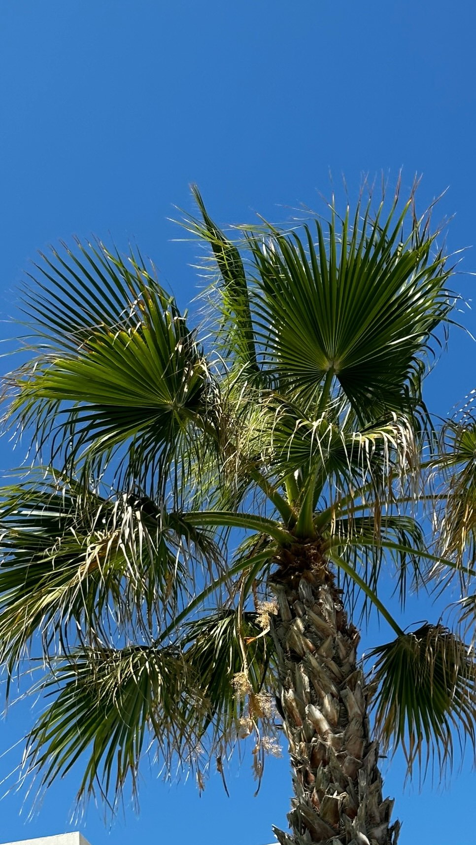 Instagram post by @_petulka_ for Inspire Me Home Decor. Caption reads: Sítě do oken od @lomax_official jsme pořídili....