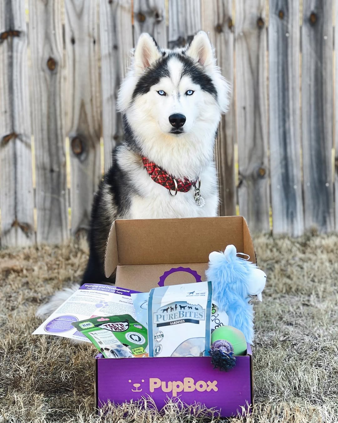Instagram post by @bleuandbenji for PupBox. Caption reads: “Life is like a box of @pupbox , ya never know....