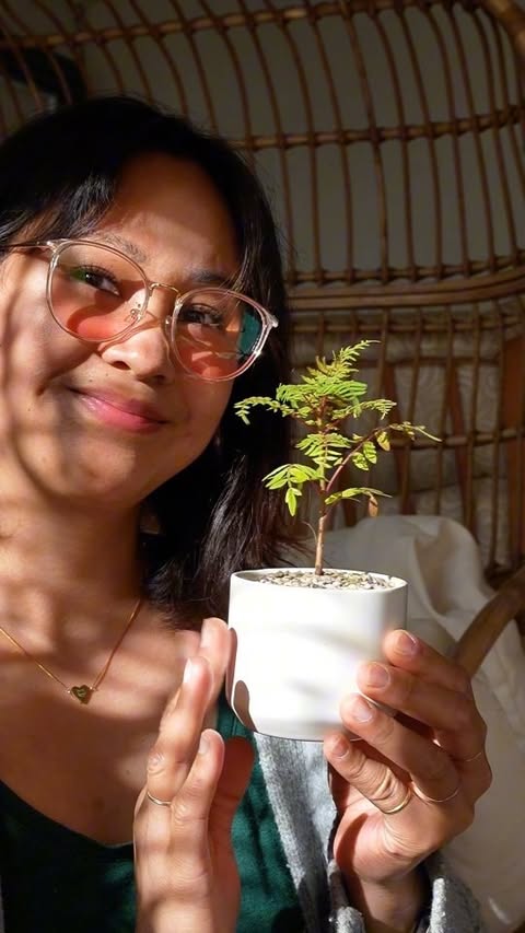 Instagram post by @willworkformascara for Stack Influence. Caption reads: 🌿✨ Tiny tree, BIG calm vibes.
This Blue Jacaranda....