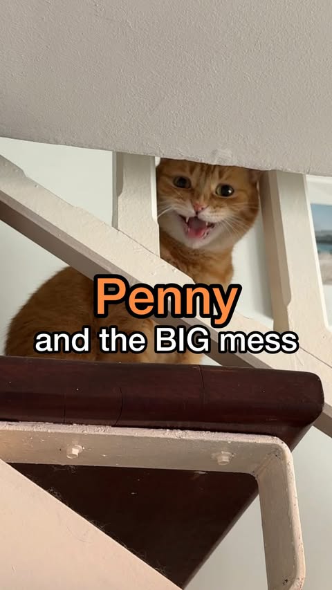 Instagram post by @pennythegingercat for Litter-Robot by Whisker. Caption reads: #ad even penny knows that her beloved Litter-Robot....