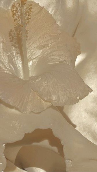 Instagram post by @isadeejansen for Hunkemöller. Caption reads: run to @hunkemoller for these super soft tops with....