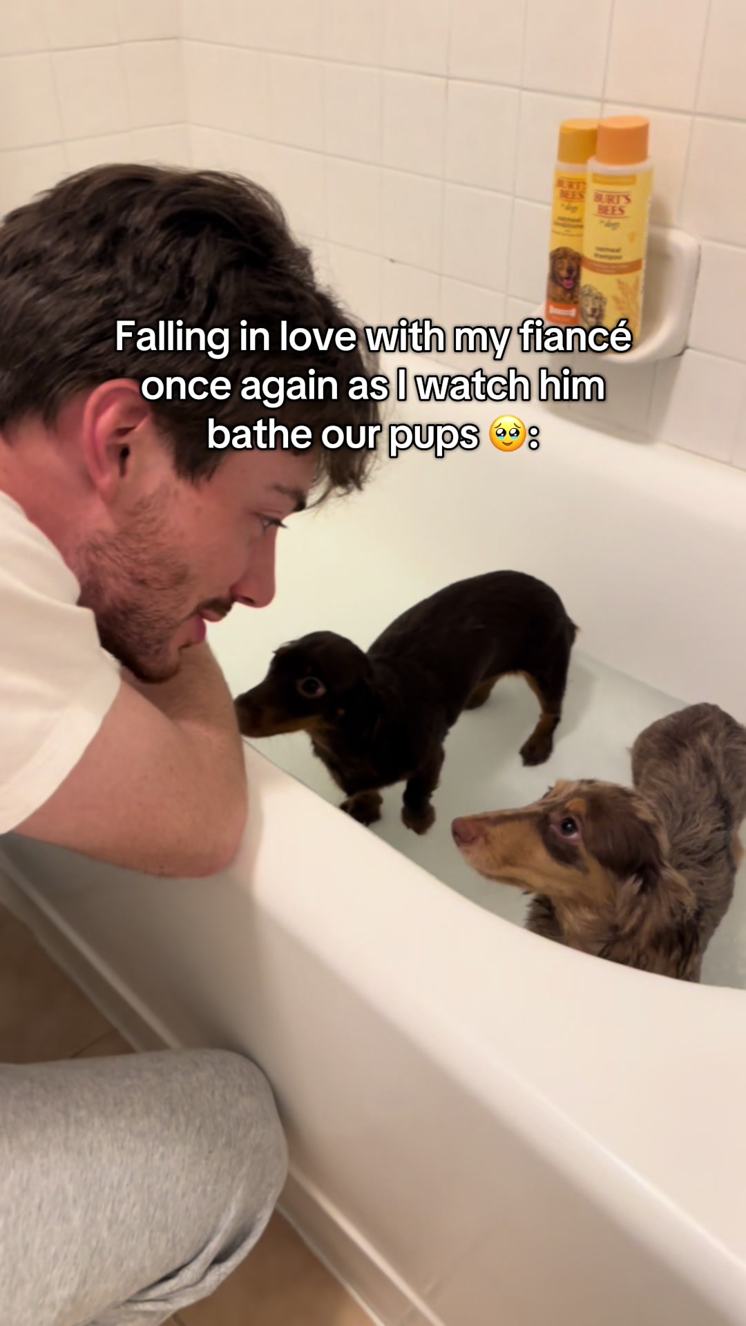 TikTok post by @thedachshunds.fam for Burts Bees. Caption reads: Fluffy, fresh and full of love🥹 - thanks to....