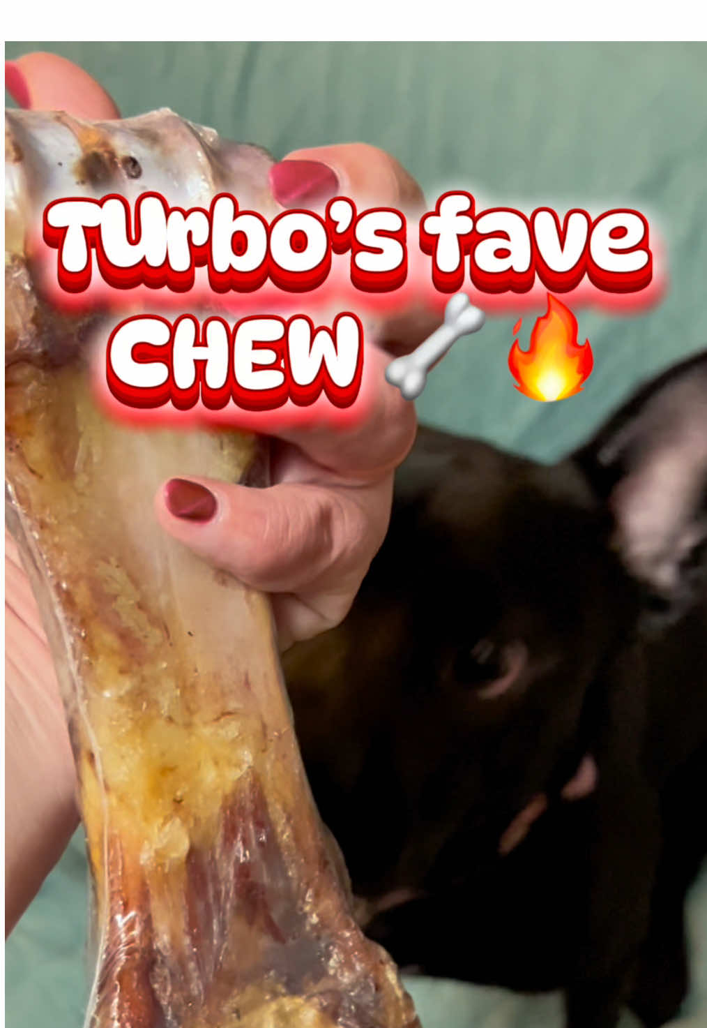 TikTok post by @hybrid_bully for King Lou. Caption reads: [...] and Turbo-approved 🐶🦴🤤 This @King Lou....