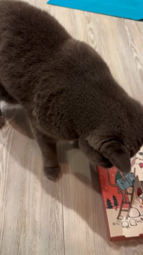 Instagram post by @albus_dumblepaw13 for Scrumbles. Caption reads: It’s the most wonderful time of the year….calendar....