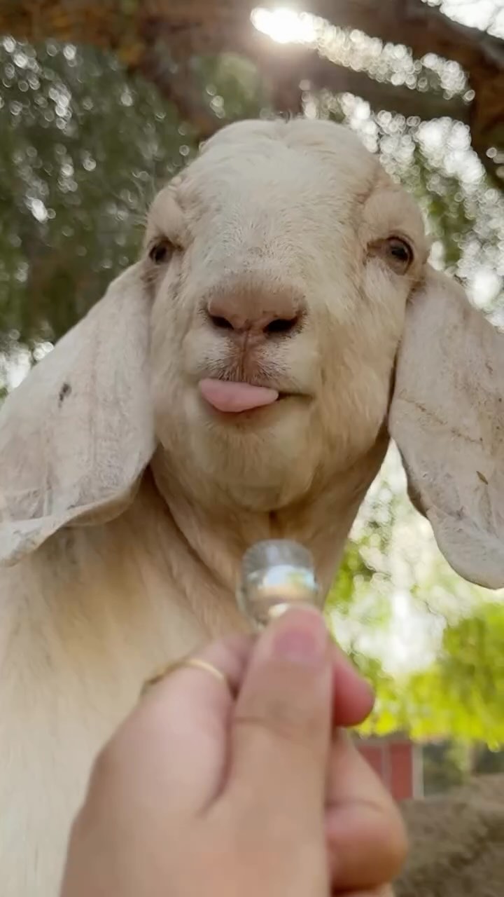 Instagram post by @thegentlebarn for Beyond Meat. Caption reads: yapping with locals at the gentle barn💚.