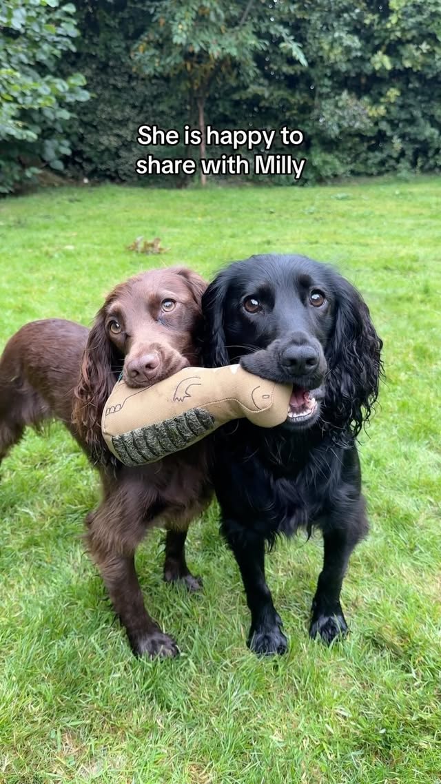 Instagram post by @cocker.milly for Beco Pets. Caption reads: [...] on Beco website 🫶🏽 #cockerspaniel....