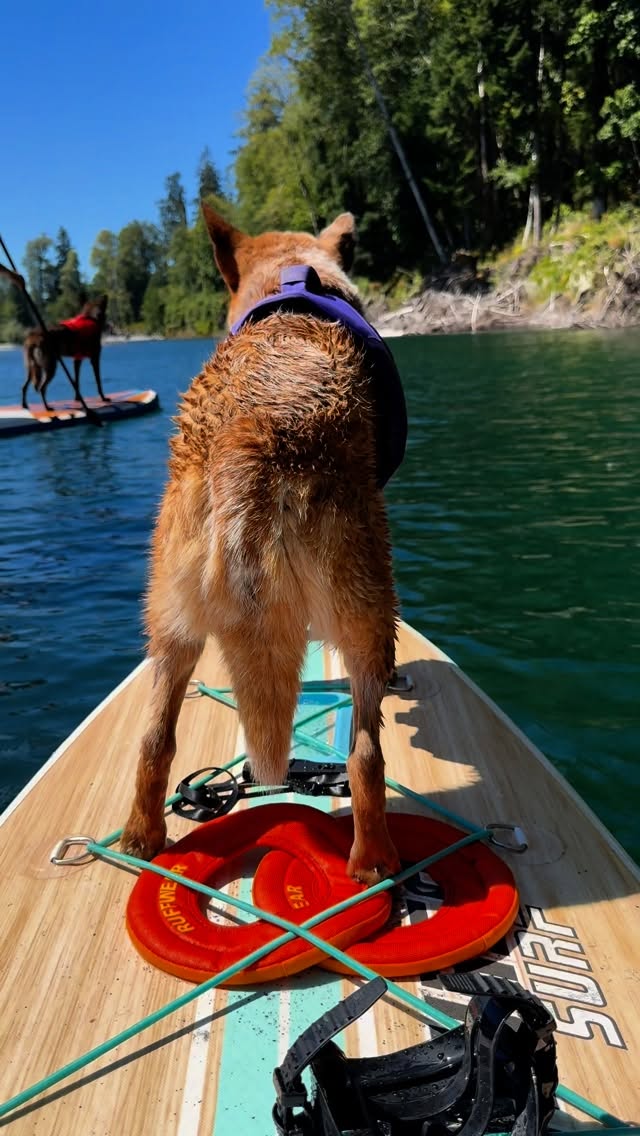 Instagram post by @west_coast_heeler_pack for Ruffwear. Caption reads: Nothing beats a paddle on a beauty day. 

For....