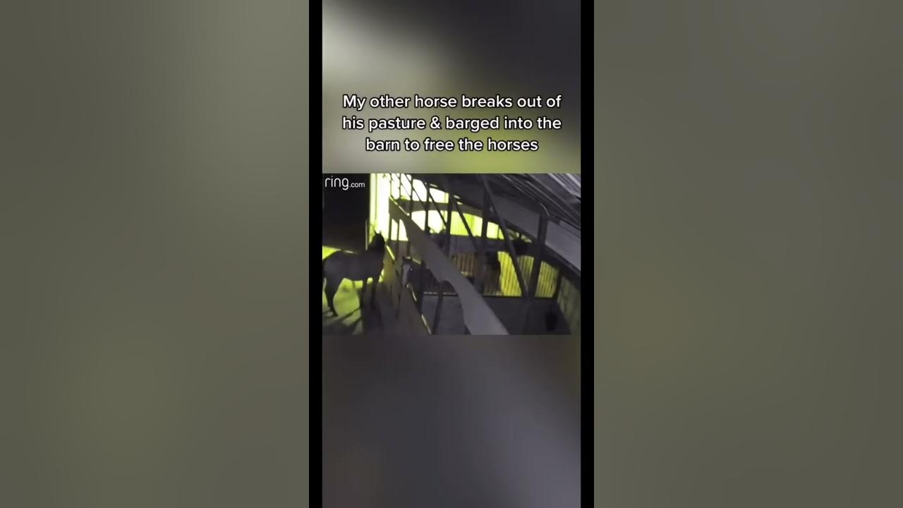 YouTube post by @StephanieMoratto for Corro Shop. Caption reads: THIS HORSE KEEPS LETTING ALL MY HORSES OUT......