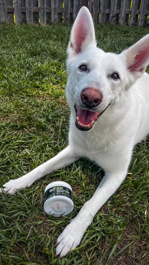 Instagram post by @shepherdsofpcb for Pupfluence. Caption reads: [...] them nova even tried to steal more 😅....