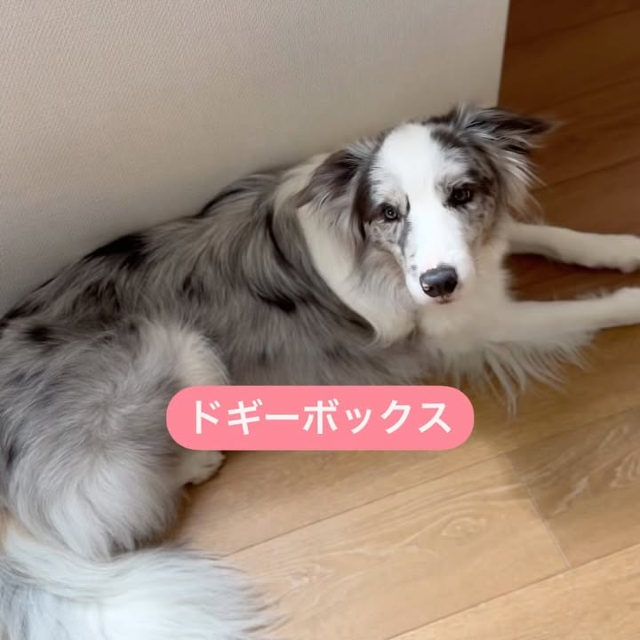 Instagram post by @luke_smbc for Doggy Box. Caption reads: 先日、ルークに荷物が届きました。
届いたのはワンちゃんのためのワクワク定期便Doggy....