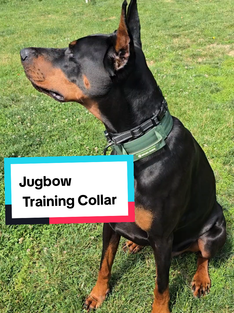 TikTok post by @ivanthedoberman for Jugbow. Caption reads: [...] #dealsforyoudays #dogsoftiktok @Jugbow US.
