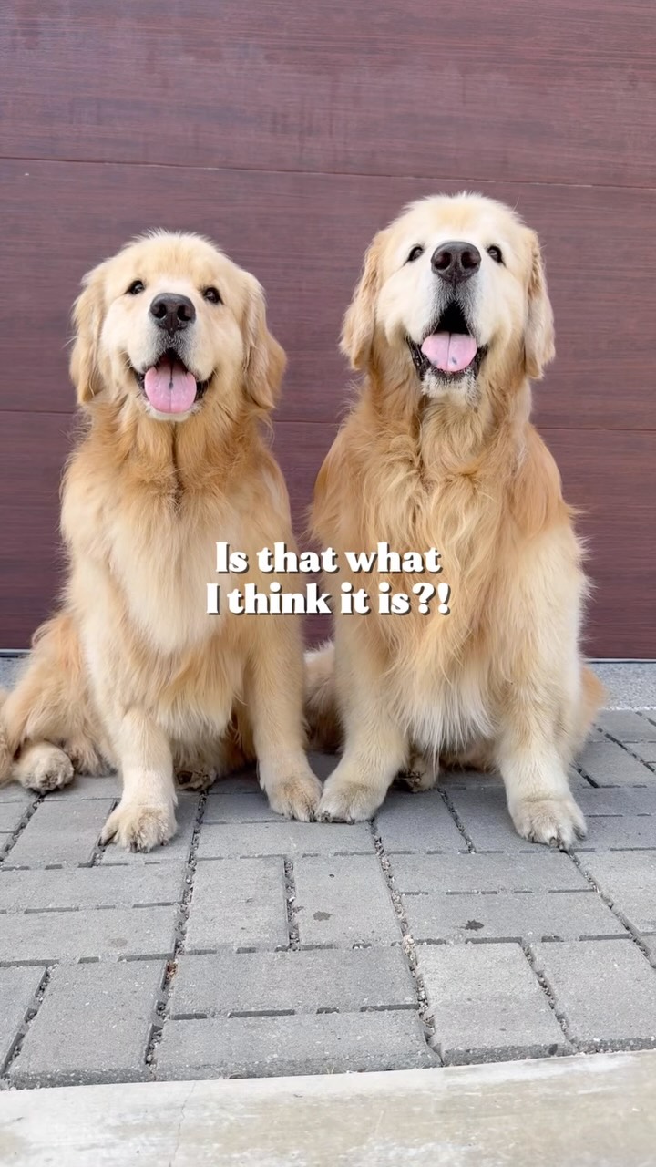 Instagram post by @chasin_chester for The Honest Kitchen. Caption reads: Confirmed. 🍂🧐 It’s officially Pumpkin Spice....