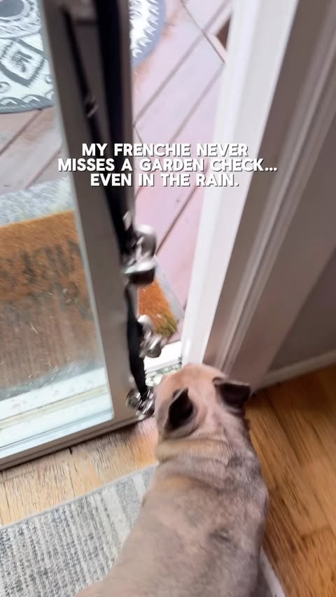 Instagram post by @frenchie_louieclarkandlisa for Mrs. Meyer's Clean Day. Caption reads: [...] little surprise at the end. 👀 🛁....