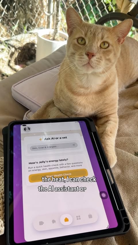 Instagram post by @catcatcity_ for Petcube. Caption reads: Cover all your summer pet bases with the @petcube....