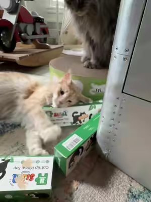 TikTok post by @mryan108 for Potaroma. Caption reads: [...] #cattoys #catmusthaves #catlovers @Potaroma....