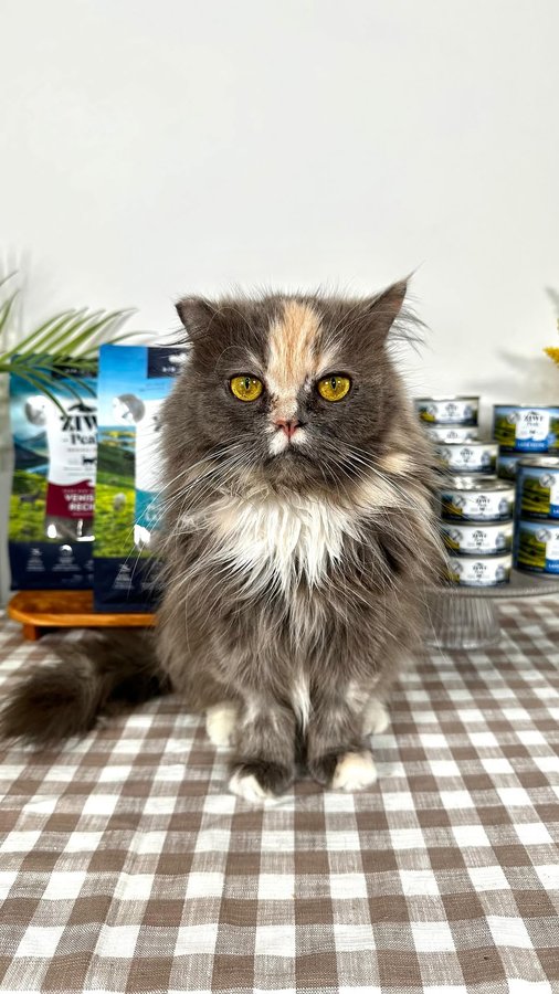 Instagram post by @kittyboyandfriends for ZIWI Pet Food. Caption reads: The way Strawberry bullied Cleo into sharing....