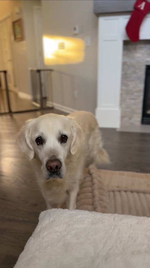 Instagram post by @leothecream for NutriSource Pet Foods. Caption reads: [...] CLOSED ✨ We’re teaming up with....