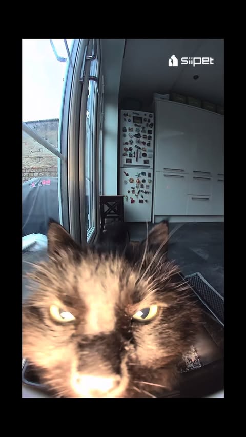 Instagram post by @lady_dennis_ for Siipet. Caption reads: [...] this spy gadget called Litter Lens from....