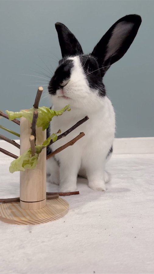 Instagram post by @oreo.thebunnyrabbit for Oxbow Animal Health. Caption reads: Oreo rates his new toy 😂 @oxbowanimalhealth....