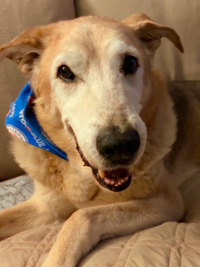 Instagram post by @raylan_the_dog for WeRateDogs. Caption reads: Today is Raylan’s 13th Gotcha Day! 🍾🐾 We....