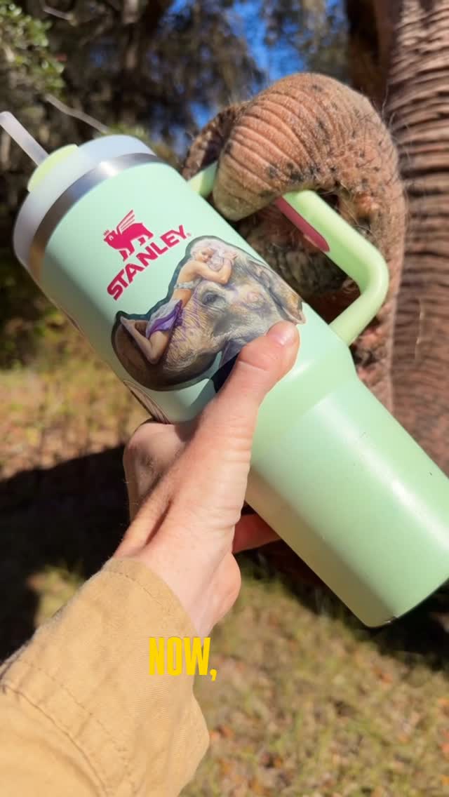 Instagram post by @silkelephant for Stanley 1913. Caption reads: @stanley_brand listen Stanley this is just a rough....