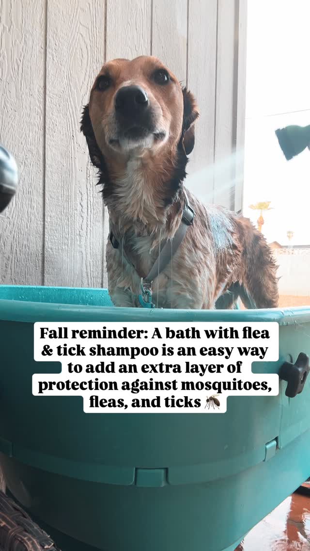 Instagram post by @kotaspen for Wondercide. Caption reads: [...] and rain lately 😭 We’ve been using....