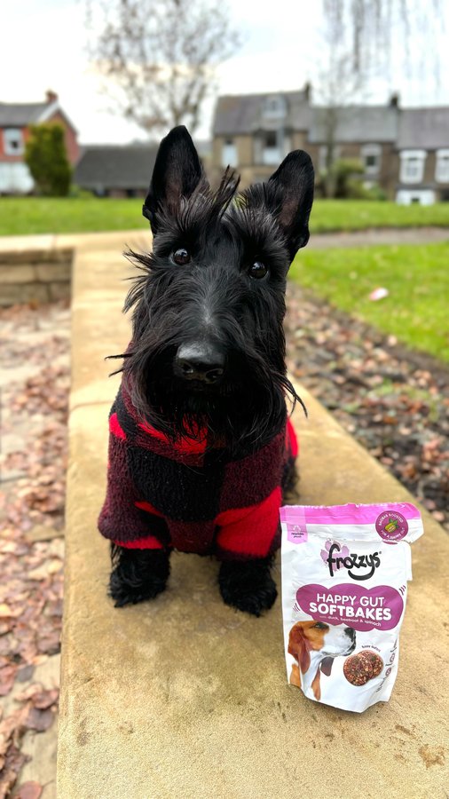Instagram post by @roo_scottie for Frozzys. Caption reads: Perfect afternoon walk with some tasty @frozzys_....