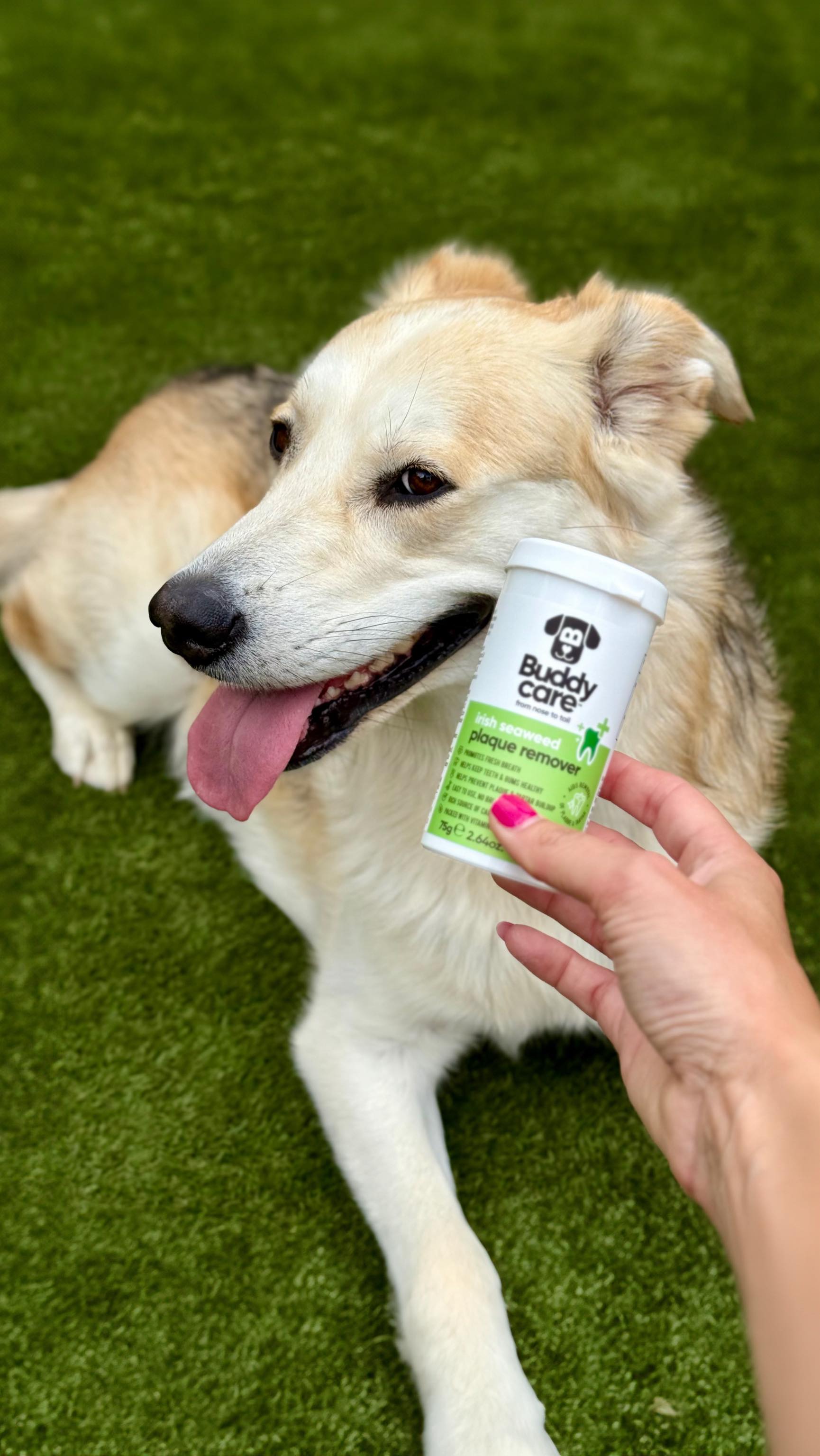 Instagram post by @goberian_luna for Buddycare Grooming. Caption reads: 𝗧𝗲𝗲𝗳𝘆 𝗧𝘂𝗲𝘀𝗱𝗮𝘆 🦷

It’s essential to....